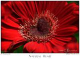 28Mar06 Natural Heart - 10590