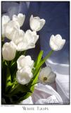 29Mar06 White Tulips - 10596