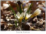 31Mar06 Yellow Crocus - 10605