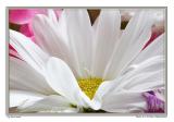 05Jun06 Innocence - 11475