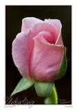 15Jun06 Unfurling - 11734