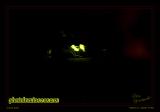 19Jun06 Photoluminesence - 11772