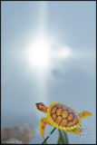 15Feb08 Turtle with Wall Reflection - 19579.jpg