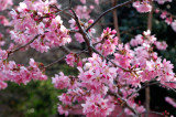 Alishan Cherry Blossom Season