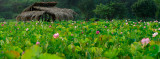 Lotus Field