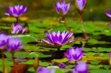 Water Lilies