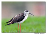 Black-winged Stilt (Himantopus himantopus)-5956