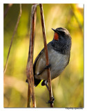 White-tailed Rubythroat(Luscinia pectoralis)-6591