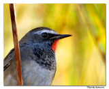 White-tailed Rubythroat(Luscinia pectoralis)-6952