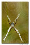 Signature Spider-0096