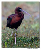 Glossy ibis(Plegadis falcinellus)-1282
