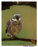 Sleepy Spotted Owlet-2994