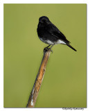 Pied Bushchat (Saxicola caprata)-3062