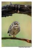 Spotted Owlet (Athene brama) -2997