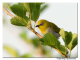 Oriental White-eye(Zosterops palpebrosus)-4161