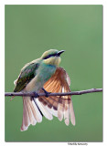 Green Bee Eater(Merops orientalis)-5665