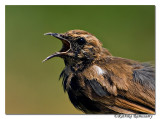 Indian Robin (Saxicoloides fulicatus)-6838