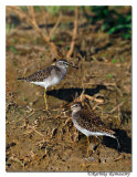 Wood sandpiper(Tringa glareola)-1034.