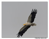 Egyptian Vulture(Neophron percnopterus)_DD32253