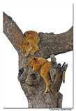 Blissful Sleep_Lion cubs_DD31550