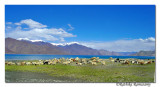 Pangong