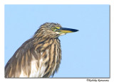 Pond Heron (Ardeola grayii)