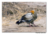 Egyptian Vulture( Neophron percnopterus)-0626