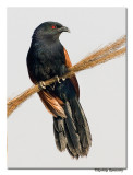 Greater Coucal(Centropus sinensis)-1204