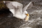 Herring for Lunch