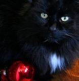 Christmas Cat