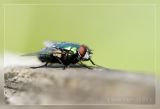 IMG_0946