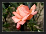IMG_1117 Troika