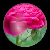 IMG_1289s  Rose De Resocht