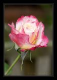 IMG_1564  Rose Double Delight