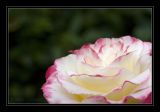 IMG_1571 Rose Double Delight