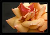 IMG_1831  Rose Remember Me