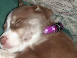 Lexie-2004Mar_04.JPG