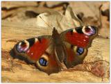 Peackock Butterfly - Tagpfauenauge