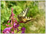 Swallowtail - Schwalbenschwanz