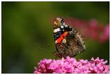 Red Admiral - Admiral