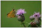 Large Skipper - Dickkopffalter