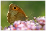 Meadow Brown - Groes Ochsenauge