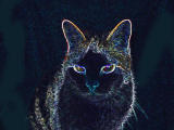 illuminated cat