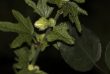 Hollyhock bud 2.jpg