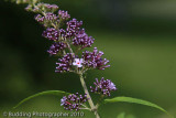 Red Butterfly Bush.jpg