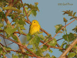 Yellow Warbler in Wild Grape Vines