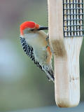 Red-bellied Woodpecker