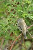 Least ?? Flycatcher