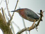 Green Heron Digiscoped