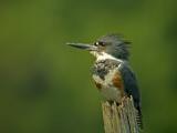 full frame kingfisher - olympus